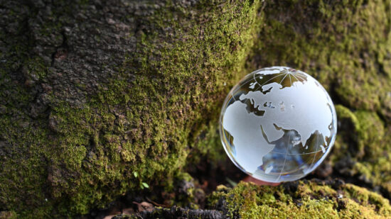 glass globe and an old tree trunk covered with lichen