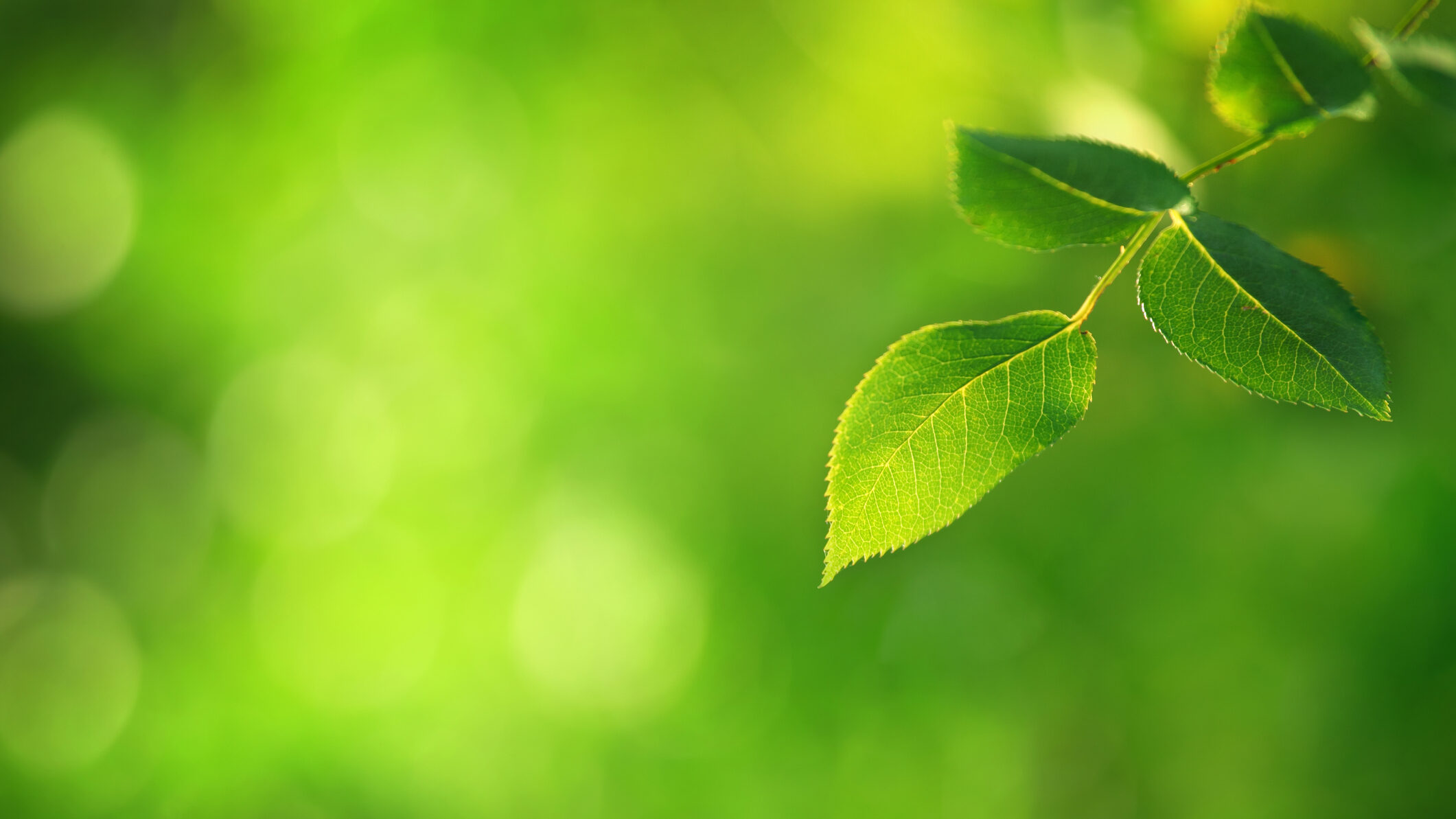 Green Leaf - defocused background