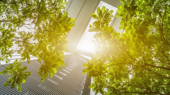 portion of trees against office buildings